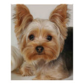 Gorgeous Yorkshire Terrier Foto Afdruk (Voorkant)