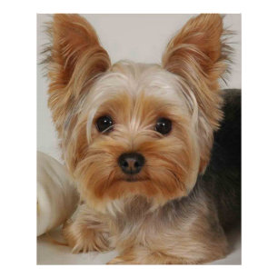 Gorgeous Yorkshire Terrier Foto Afdruk