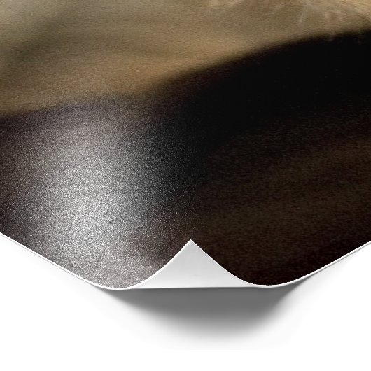 Gorgeous Yorkshire Terrier Foto Afdruk (Hoek)