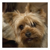 Gorgeous Yorkshire Terrier Foto Afdruk (Voorkant)