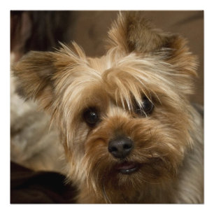 Gorgeous Yorkshire Terrier Foto Afdruk