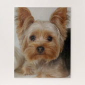 Gorgeous Yorkshire Terrier Legpuzzel (Verticaal)