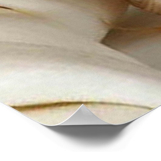 Gorgeous Yorkshire Terrier Poster (Hoek)