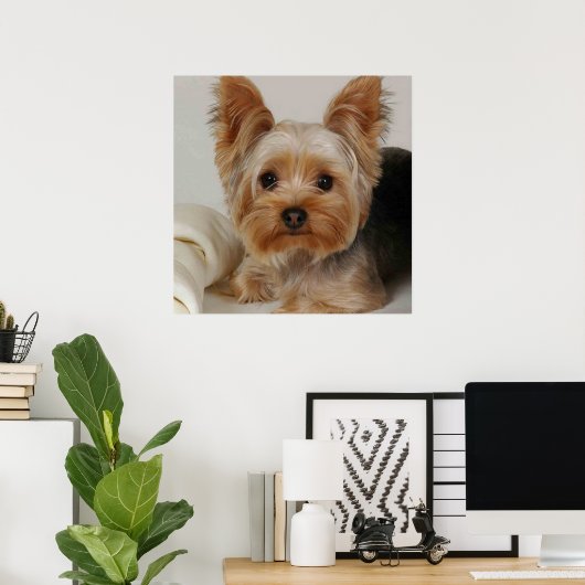 Gorgeous Yorkshire Terrier Poster (Thuiskantoor)