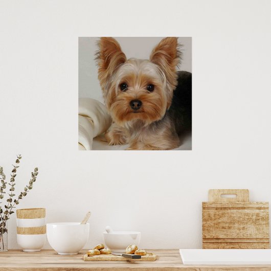 Gorgeous Yorkshire Terrier Poster (Keuken)