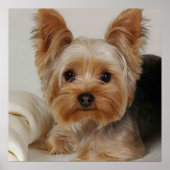 Gorgeous Yorkshire Terrier Poster (Voorkant)