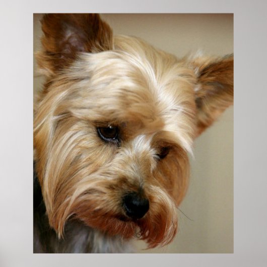 Gorgeous Yorkshire Terrier Poster (Voorkant)