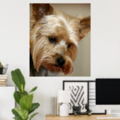 Gorgeous Yorkshire Terrier Poster (Thuiskantoor)