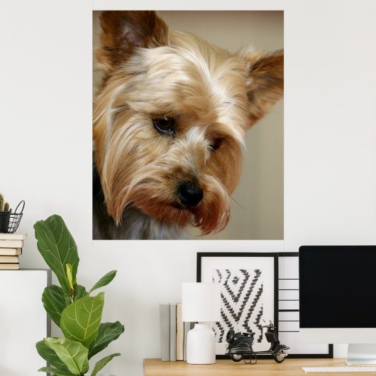 Gorgeous Yorkshire Terrier Poster (Thuiskantoor)
