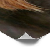 Gorgeous Yorkshire Terrier Poster (Hoek)