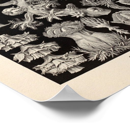  Gorgonida-kleur Ernst Haeckel Art Print (Hoek)