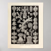  Gorgonida-kleur Ernst Haeckel Art Print (Voorkant)