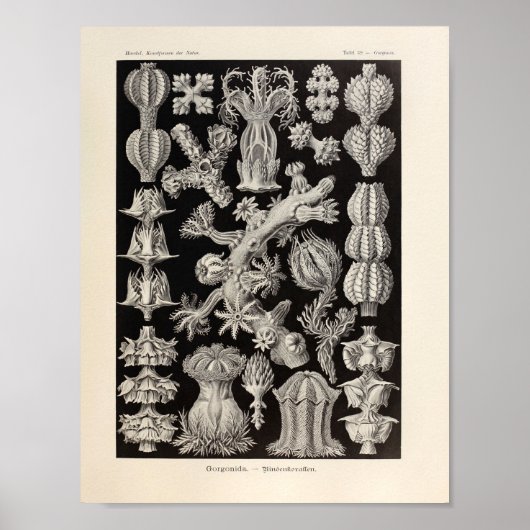 Gorgonida-kleur Ernst Haeckel Art Print (Voorkant)