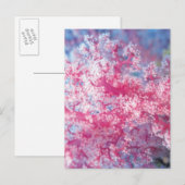 Gorgonisch koraal briefkaart (Voorkant / Achterkant)