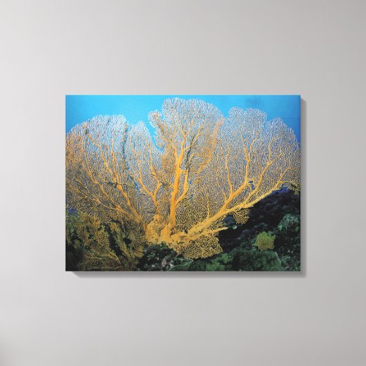 Gorgonisch koraal canvas afdruk (Voorkant)