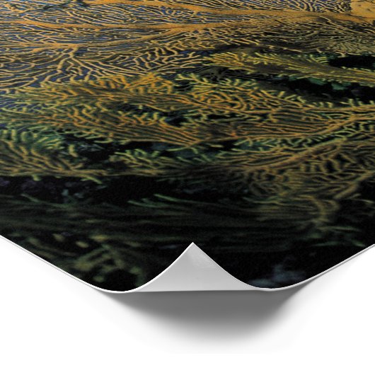 Gorgonisch koraal poster (Hoek)