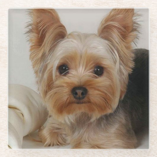 Gorgood Yorkshire Terrier Glazen Onderzetter (Voorkant)