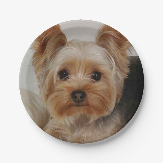 Gorgood Yorkshire Terrier Papieren Bordje (Voorkant)