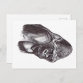 GORILA BRIEFKAART (Voorkant / Achterkant)