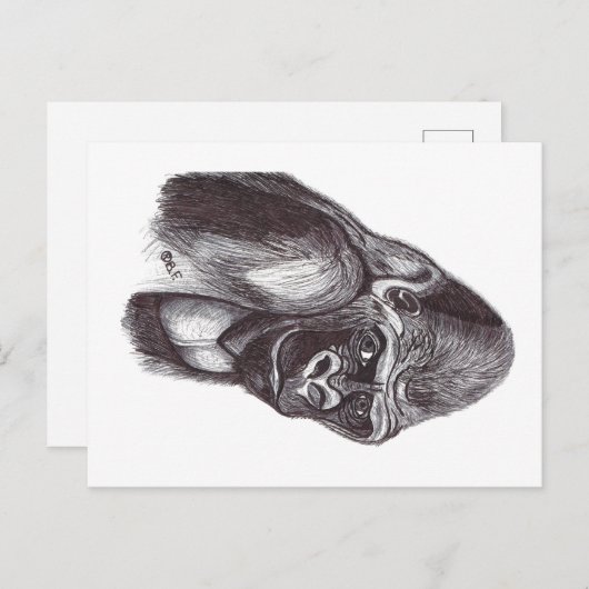 GORILA BRIEFKAART (Voorkant / Achterkant)