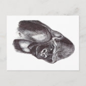 GORILA BRIEFKAART (Voorkant)