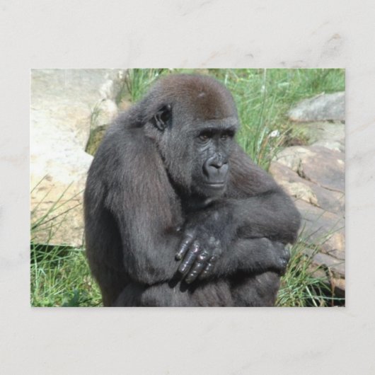 Gorila Sitting Briefkaart (Voorkant)