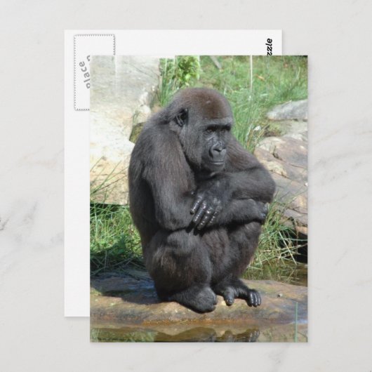 Gorila Sitting Briefkaart (Voorkant / Achterkant)