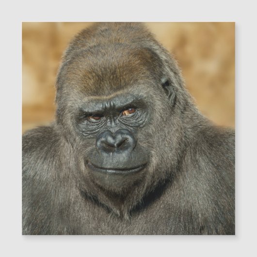 Gorilla (Voorkant)