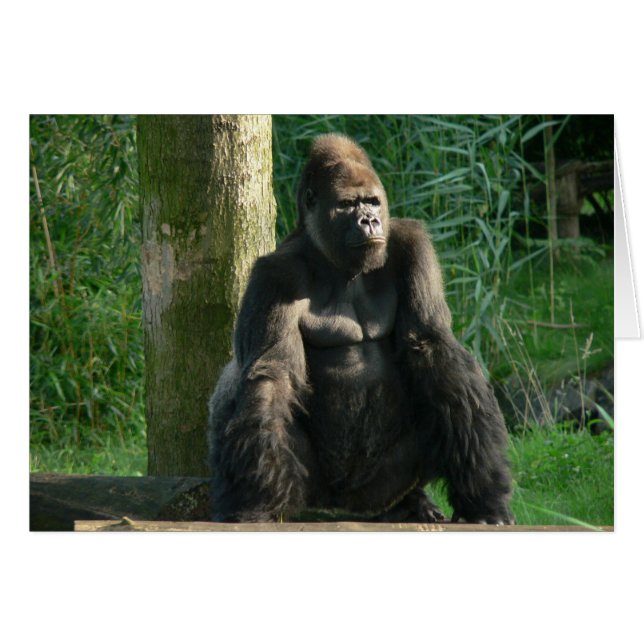 Gorilla (Voorkant Horizontaal)