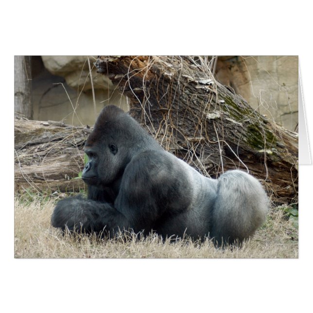 Gorilla_005 (Voorkant Horizontaal)