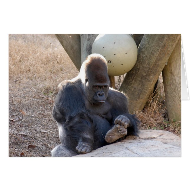 Gorilla_007 (Voorkant Horizontaal)