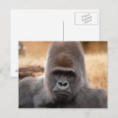 Gorilla_018 Briefkaart (Voorkant / Achterkant)