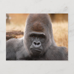 Gorilla_018 Briefkaart