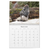Gorilla_018 Gorilla Kalender (Mar 2026)