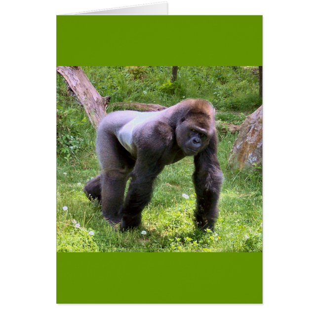 Gorilla #1 (Voorkant)