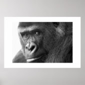 Gorilla #1 poster (Voorkant)