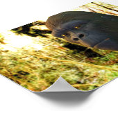 Gorilla 2 poster (Hoek)