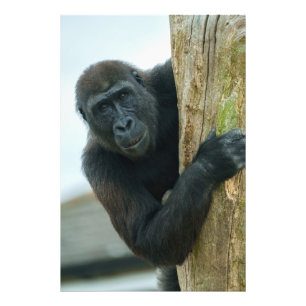 Gorilla achter de boom foto afdruk