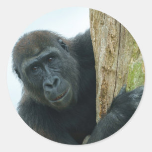 Gorilla achter de boom ronde sticker