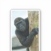 Gorilla achter de boom sticker (Voorkant)
