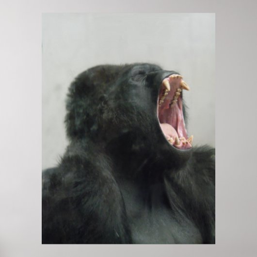 Gorilla, Ape, aap, dierlijk, Natuur Poster (Voorkant)