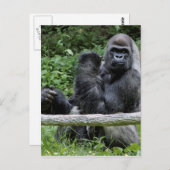 Gorilla Ape primate Wildlife Animal Foto Briefkaart (Voorkant / Achterkant)