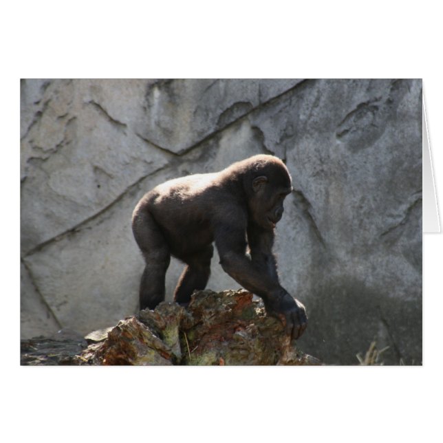 gorilla baby (Voorkant Horizontaal)