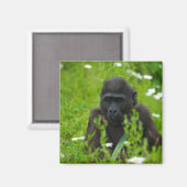 Gorilla Baby die in de gras schuilt Magneet (Voorkant / Achterkant)