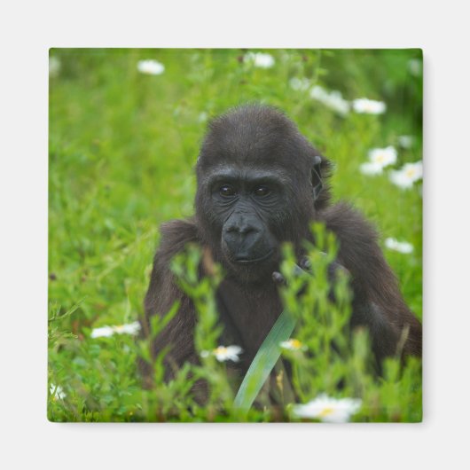 Gorilla Baby die in de gras schuilt Magneet (Voorkant)
