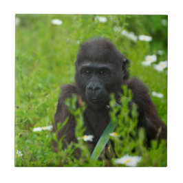 Gorilla Baby die zich op het grasplein verschuilt Tegeltje