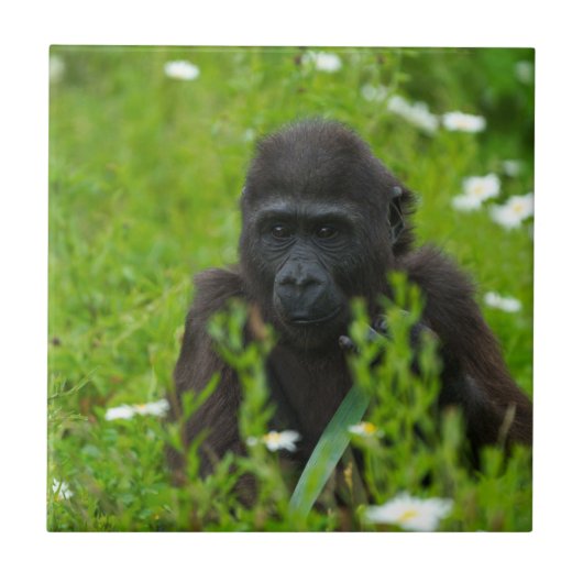 Gorilla Baby die zich op het grasplein verschuilt Tegeltje (Voorkant)
