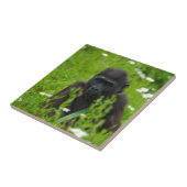 Gorilla Baby die zich op het grasplein verschuilt Tegeltje (Zijkant)