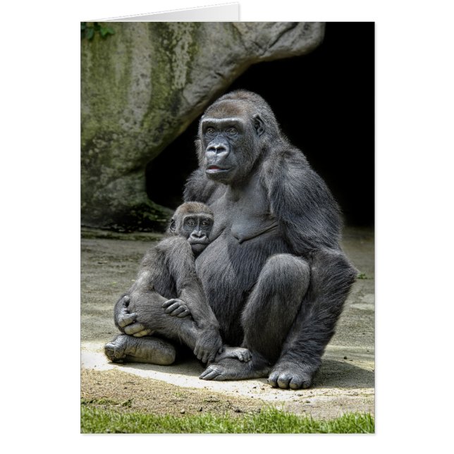 Gorilla Baby en mama (Voorkant)
