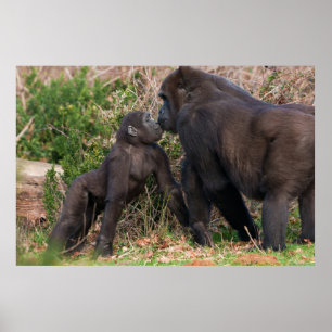 Gorilla Baby's Affectionate voor moeder Poster